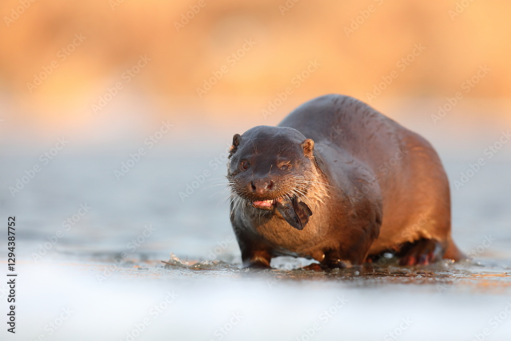 Wydra (Lutra lutra), otter