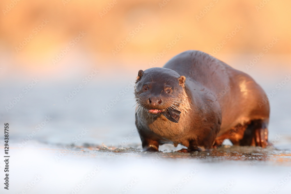 Wydra (Lutra lutra), otter