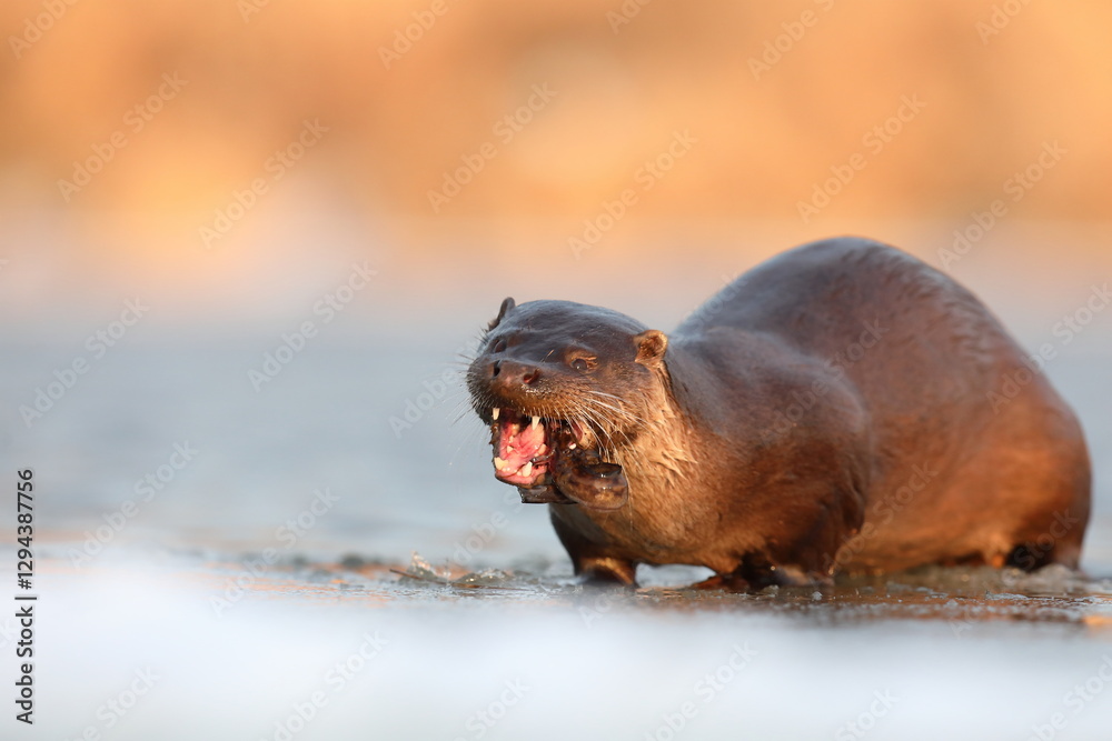 Wydra (Lutra lutra), otter