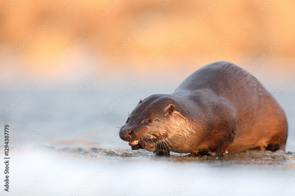 Wydra (Lutra lutra), otter