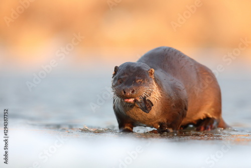 Obraz na płótnie Wydra (Lutra lutra), otter w salonie