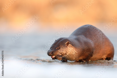 Obraz na płótnie Wydra (Lutra lutra), otter w salonie