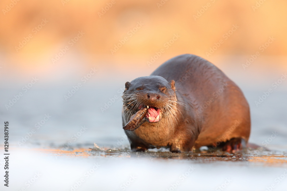 Wydra (Lutra lutra), otter