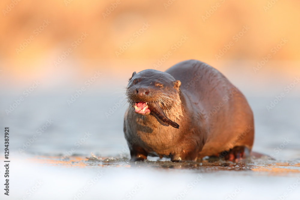 Wydra (Lutra lutra), otter