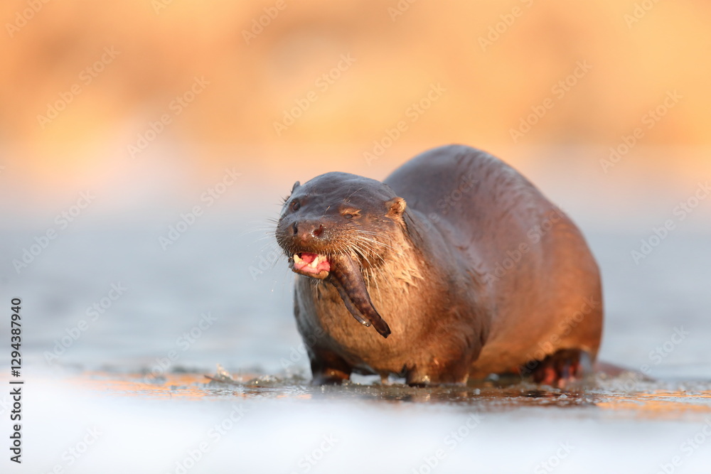 Wydra (Lutra lutra), otter