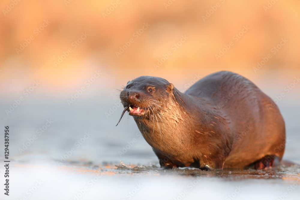 Wydra (Lutra lutra), otter