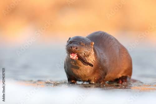Obraz na płótnie Wydra (Lutra lutra), otter w salonie