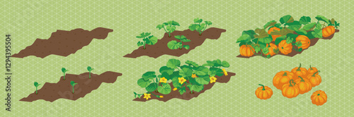 How a pumpkin grows. From sprout to fruit. Isometric image for your design