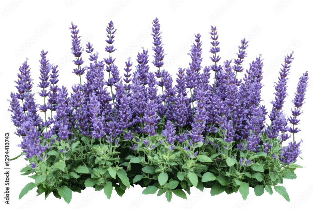 Fototapeta premium Lavender flowers in full bloom nature scene transparent background png white environment botanical viewpoint floral concept