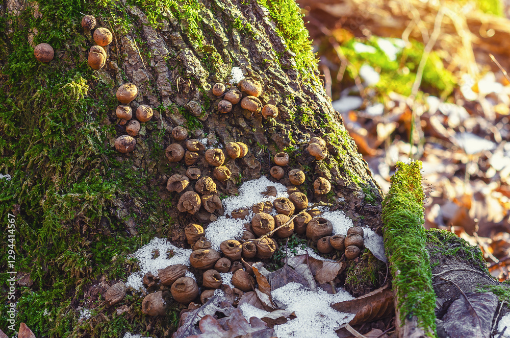 Shriveled puffball fungi shedding spores on mossy stump in forest