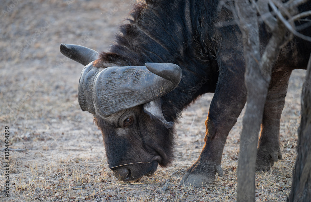 Afrikanische Tiere Kaffernbüffel oder auch Afrikanischer Büffel Steppenbüffel genannt, im Busch vom Krüger National Park - Kruger Nationalpark Südafrika
