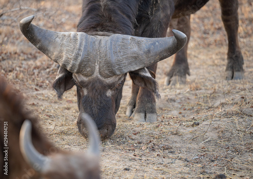 Afrikanische Tiere Kaffernbüffel oder auch Afrikanischer Büffel Steppenbüffel genannt, im Busch vom Krüger National Park - Kruger Nationalpark Südafrika