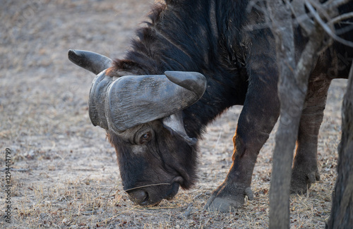 Obraz na płótnie Afrikanische Tiere Kaffernbüffel oder auch Afrikanischer Büffel Steppenbüffel genannt, im Busch vom Krüger National Park - Kruger Nationalpark Südafrika w salonie