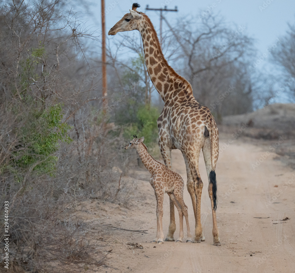 Afrikanische Tiere Giraffenkuh mit Jungtier Giraffenkalb 18 Stunden alt im Busch vom Krüger National Park - Kruger Nationalpark Südafrika