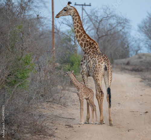 Obraz na płótnie Afrikanische Tiere Giraffenkuh mit Jungtier Giraffenkalb 18 Stunden alt im Busch vom Krüger National Park - Kruger Nationalpark Südafrika w salonie