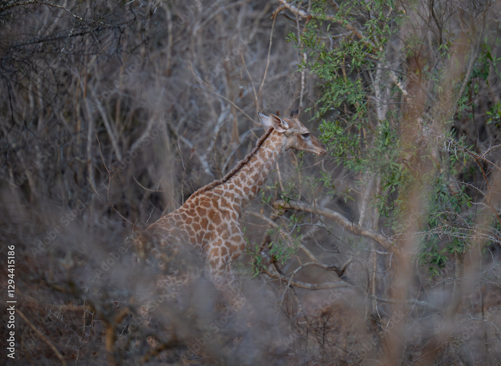 young giraffe calf 18 hours old in the bush of Kruger National Park South Africa