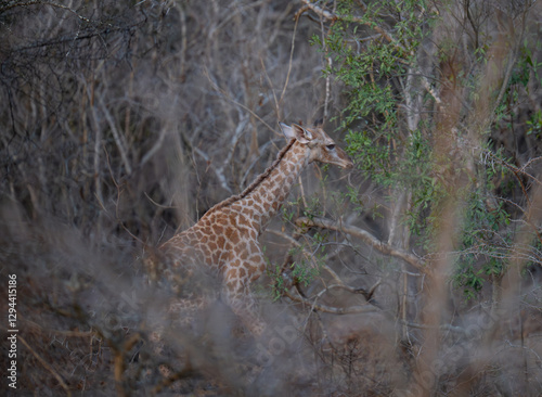 young giraffe calf 18 hours old in the bush of Kruger National Park South Africa