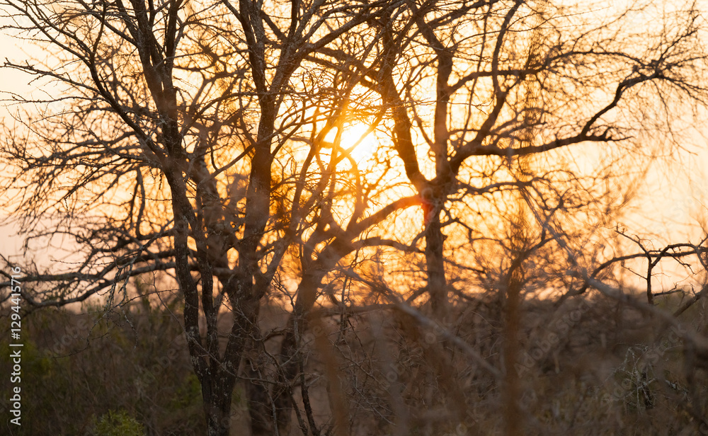 Sonnenuntergang im Krüger National Park - Kruger Nationalpark Südafrika