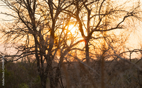 Obraz na płótnie Sonnenuntergang im Krüger National Park - Kruger Nationalpark Südafrika w salonie