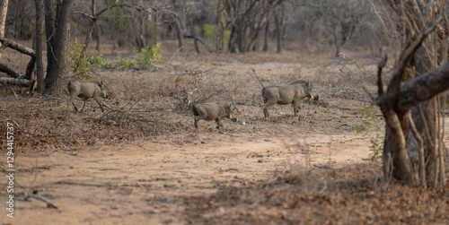 Afrikanische Tiere Warzenschwein im Busch vom Krüger National Park - Kruger Nationalpark Südafrika