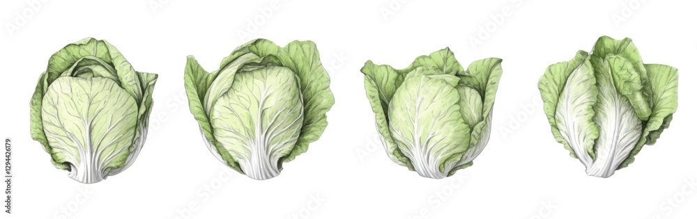 Fototapeta premium A set of highly detailed vector illustrations of Chinese cabbage, drawn in an intricate pencil sketch style with delicate crosshatching.