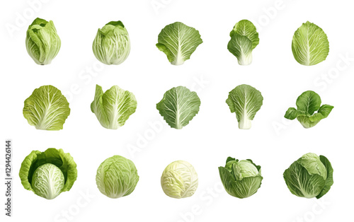 A set of highly detailed vector illustrations of Chinese cabbage, drawn in an intricate pencil sketch style with delicate crosshatching.