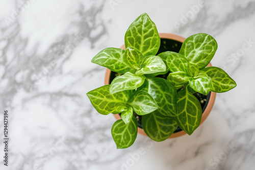 Obraz na płótnie Green Potted Plant on Marble Surface – Minimalist Nature Aesthetic w salonie