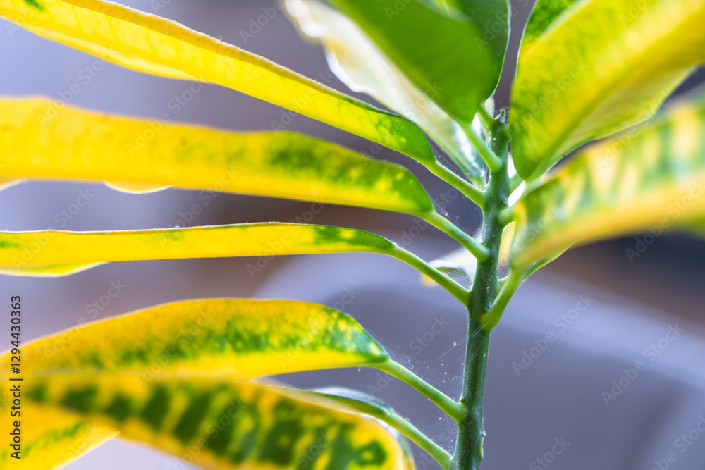 Obraz premium Leaves home plant affected by a spider mite parasite, small insects, Problems in the cultivation of domestic plants. Plant treatment and pest and fungus control