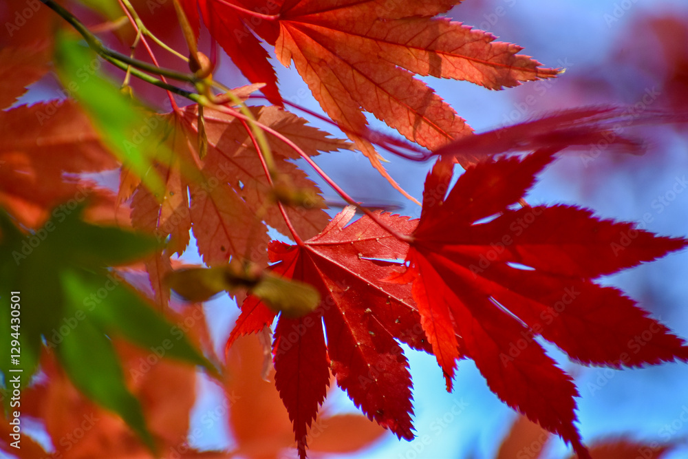 close-up of red maple (Acer Palmatum) leaves in spring close-up of red maple (Acer Palmatum) leaves in spring