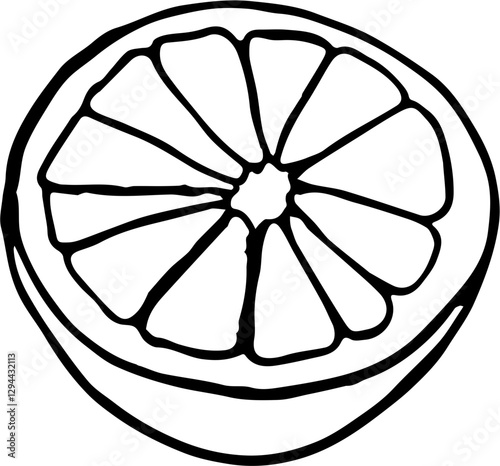 Fruit. Hand drawn vector isolated sketch. Orange