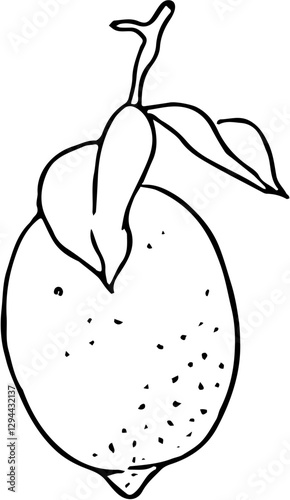Fruit. Hand drawn vector isolated sketch. Leon