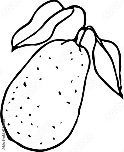 Fruit. Hand drawn vector isolated sketch. Kumquat
