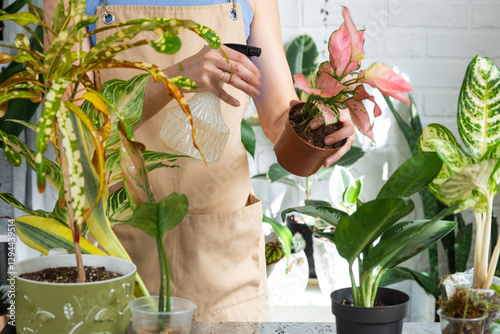 Woman florist sprays from a spray gun home plants aglaonema, liquid fertilizer, pest control. Home plant growing, green house, water balance, humidification