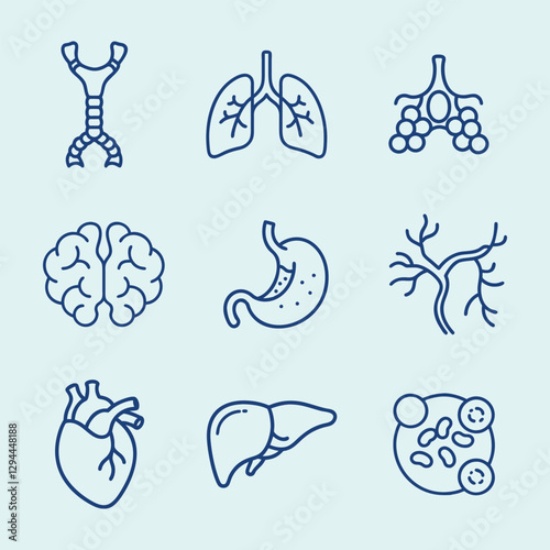 Human Anatomy Internal Organs Line Art Icon Set, Healthcare And Medicine, Medical Science, Internal Organs Lung, Heart, Liver, brain, stomach