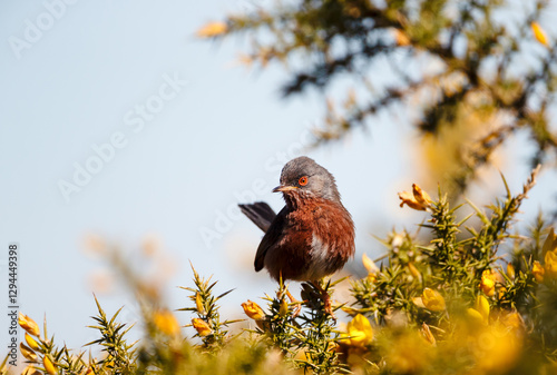 Dartford warbler perched on gorse with yellow blossoms