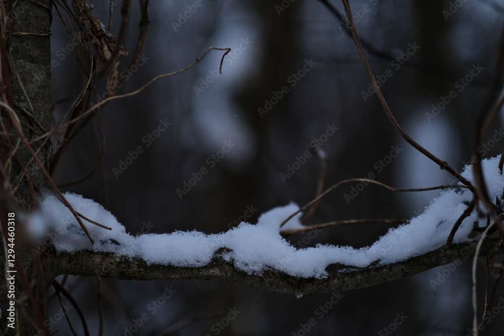 snow covered tree branch in forest close up snow covered tree branch in forest close up