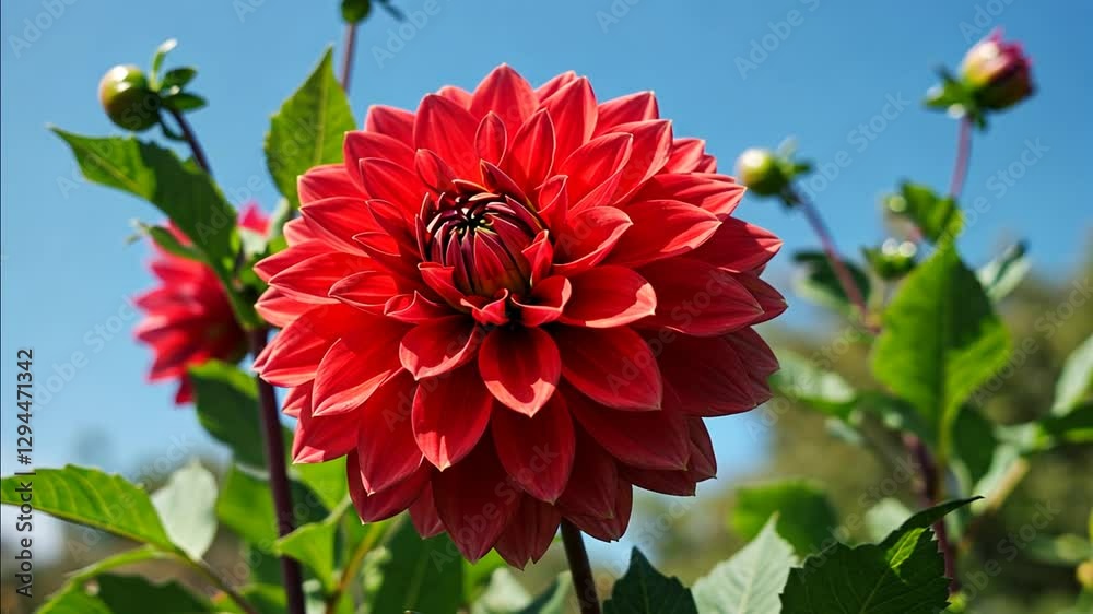 red flower in the garden