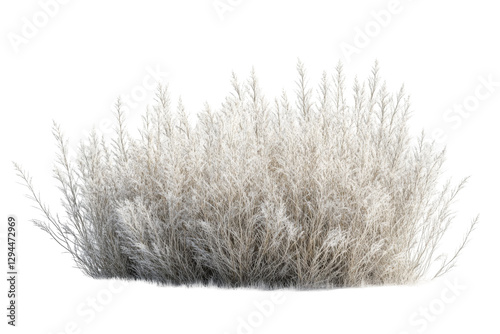 Delicate white grass bush nature setting png transparent background soft environment close-up view serenity concept