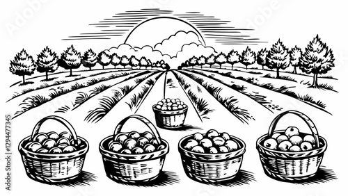 Rustic Apple Orchard with Baskets at Sunset Black and White Vector Illustration