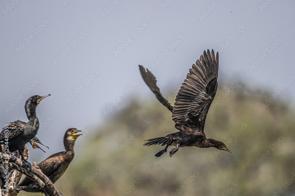 Obraz premium A Cormorant