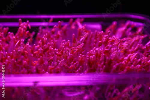 Microgreens under special ultraviolet light that stimulates the growth and development of plants in urban farming. photo