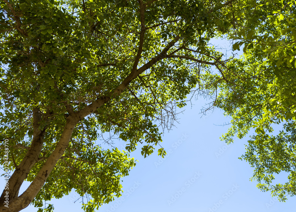 Fototapeta premium Trees folige against blue sky background, low angle view
