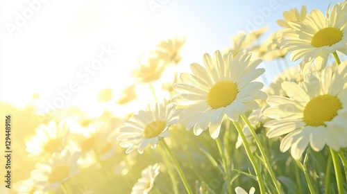 Sunlit Daisy Field  Summer Meadow  Blooming Flowers  Nature Background