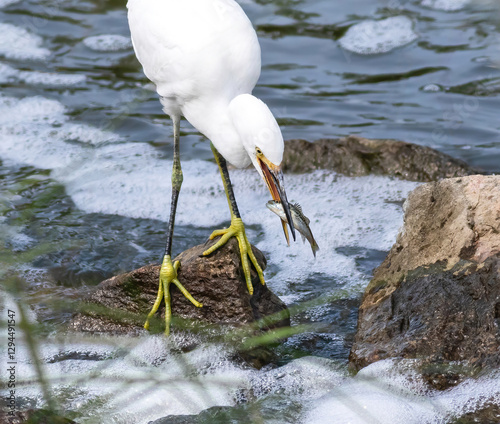 A young Snowy Egret catches a fish while positioned on a rock by the edge of a flowing creek.