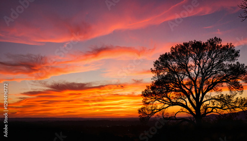 Mimosa silhouette against vibrant sunset, nature's tranquility