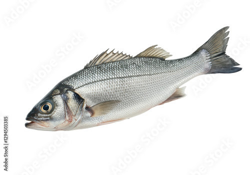 Isolated Fresh Raw Sea Bass Fish, Detailed Close-up View