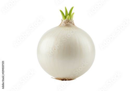 Isolated Fresh White Onion Bulb with Green Sprouts