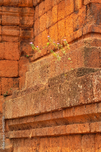 Beautiful pink flowers are growing on an orange, brown brick wall at the Pre Rup Temple, Angkor Wat, Siem Reap, Cambodia photo