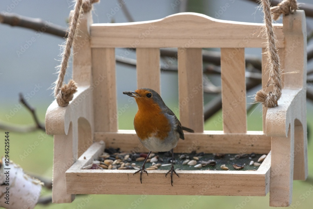 Rotkehlchen friss Körnet an der Futterstelle im Garten