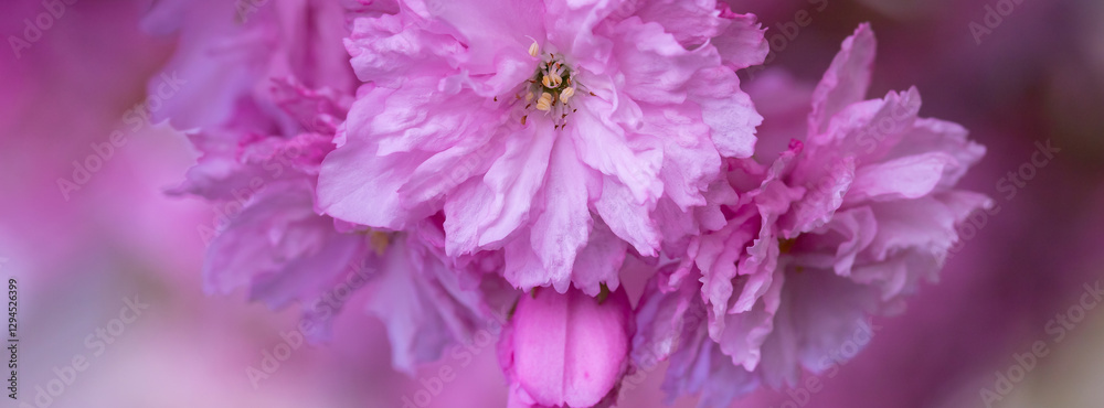 Close-Up of Pink Cherry Blossom Sakura Flowers in Bloom